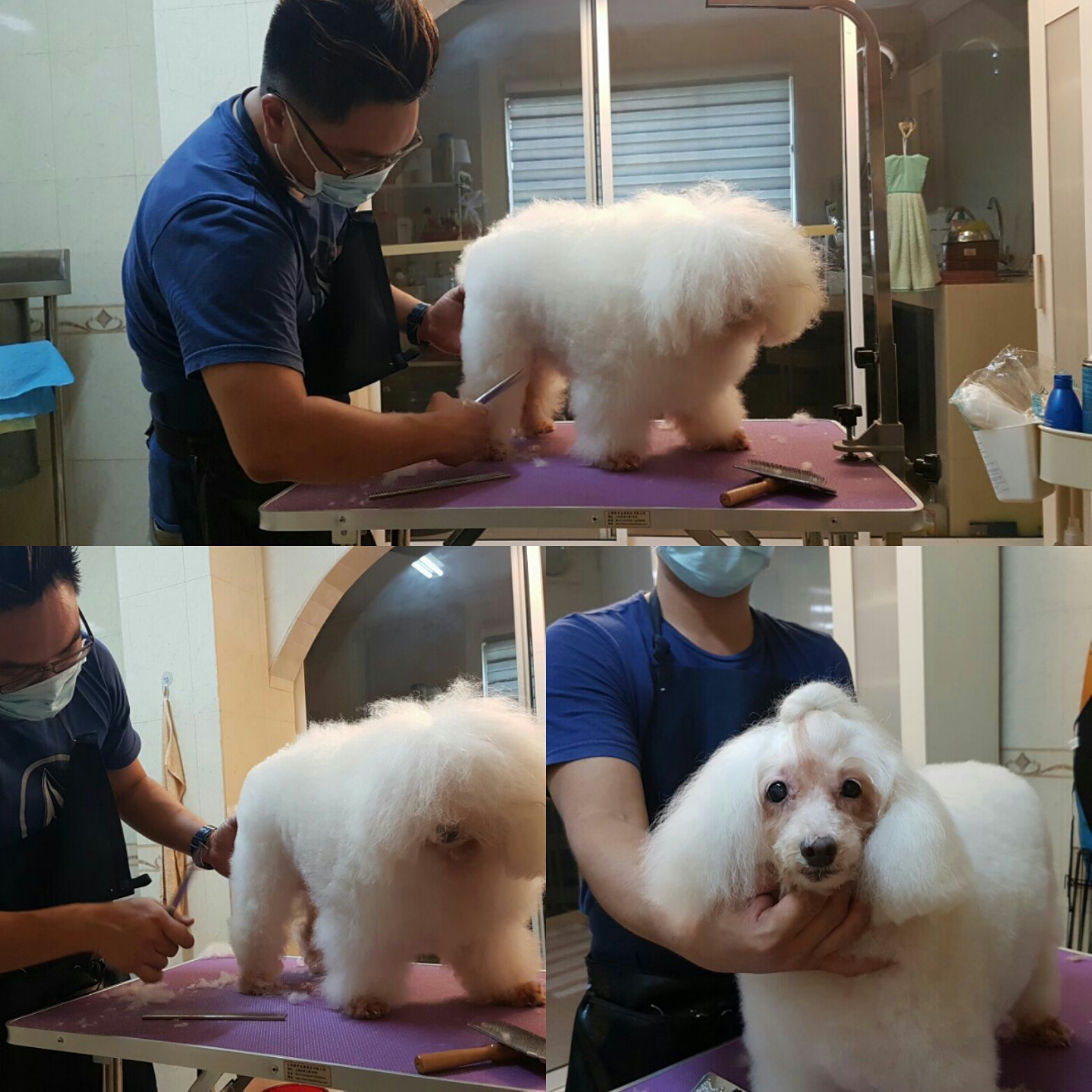 To & Do Pet Home 11